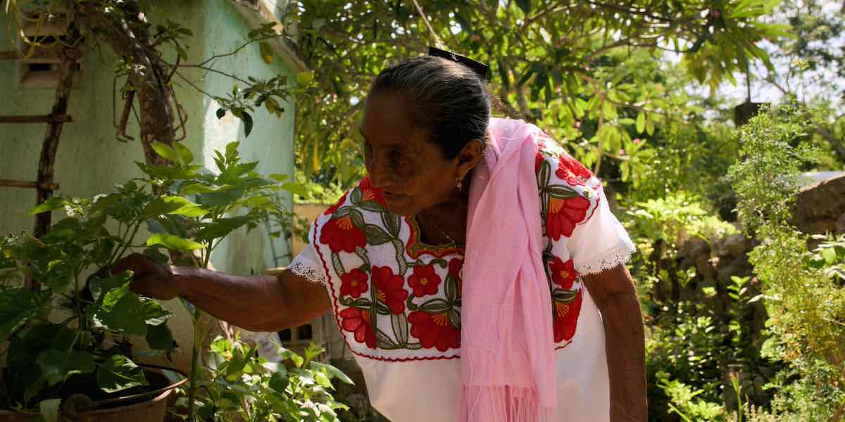 Sinahal, Mayan Midwife