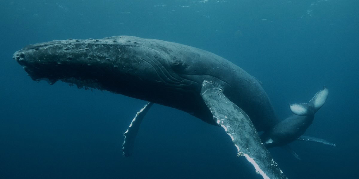 An Island in the Continent_Still 01_1200